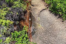 巖,植物,活