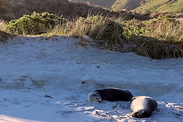 爬行,海灘,動物