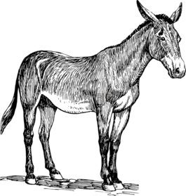 動(dòng)物,驢,馬