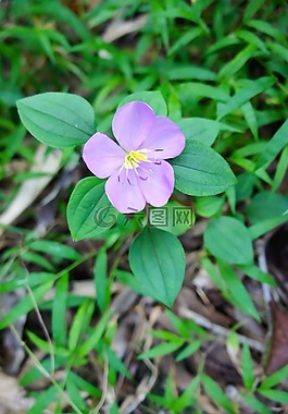 開(kāi)花,花,性質(zhì)