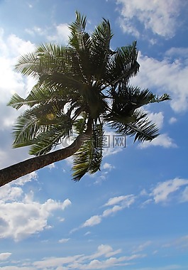 棕榈,夏季,假期