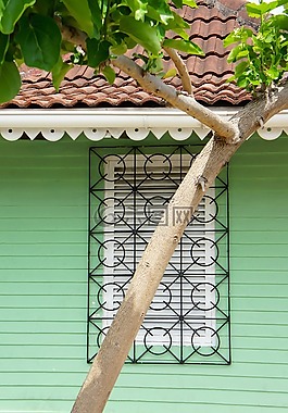 樹(shù),冠,屋頂