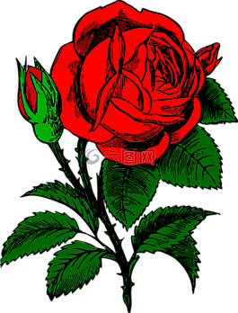 玫瑰,花,紅色