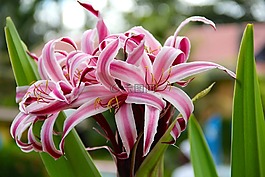 百合,開(kāi)花,花