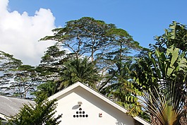 樹(shù),冠,屋頂