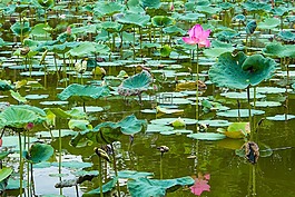 季節(jié),蓮花,芽