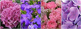 鮮花,拼貼畫(huà),繡球