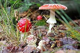 飛木耳,森林,秋季