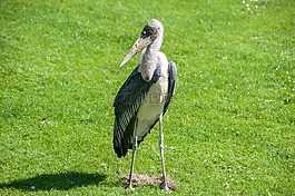 鳥,marabu,條例草案