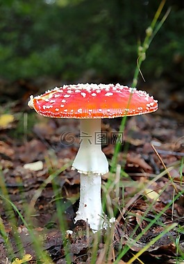 飛木耳,森林,秋季