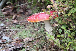 飛木耳,森林,秋季