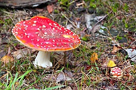 飛木耳,森林,秋季