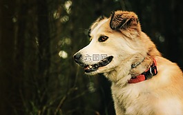 狗,友誼,動物