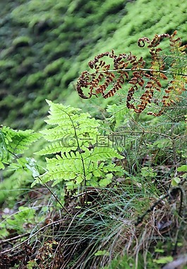蕨類,森林,地面