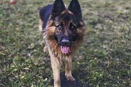 德國牧羊犬,狗,草