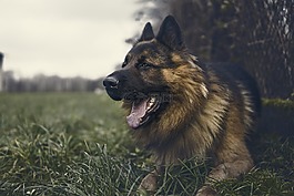 德國牧羊犬,狗,草