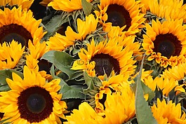 太陽花,花,性質(zhì)