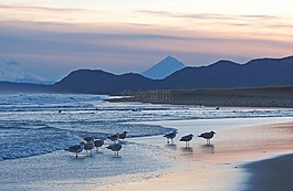 太平洋,濱,海灘