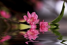 花,培訓(xùn),土地