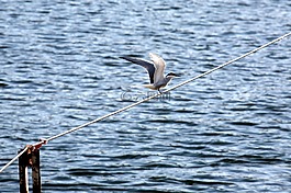 海鷗,鳥,海灘