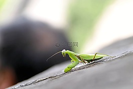 螳螂,昆蟲,中國