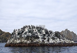 太平洋,濱,海灘