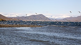 太平洋,濱,海灘
