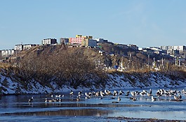 太平洋,濱,海灘