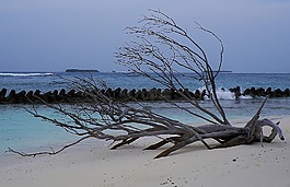 馬爾代夫,海灘,漂流物