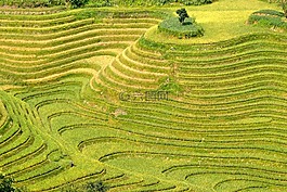 水稻,种植园,水稻种植