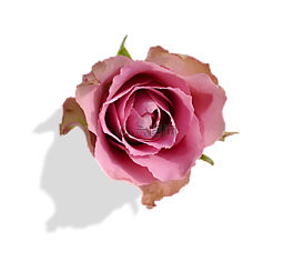 玫瑰,開(kāi)花,花