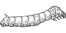 動(dòng)物,毛蟲,幼蟲