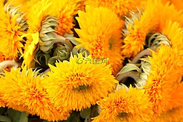 太陽花,開花,花