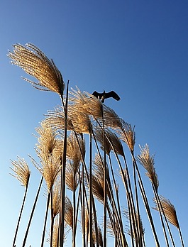 鷺,蘆葦,天空