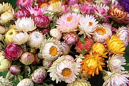 開花,花,性質(zhì)