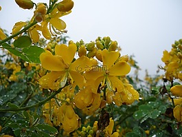 野花,黃色的花朵,濕