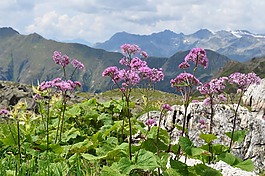 山,鮮花,高山
