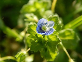 花celeste,野生,小