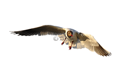動物,鳥,海鷗