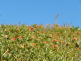 普拉多,鮮花,橘子花