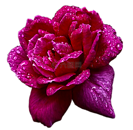 性質(zhì),花,羅莎