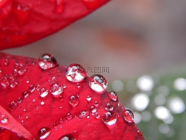 紅葉,雨,滴