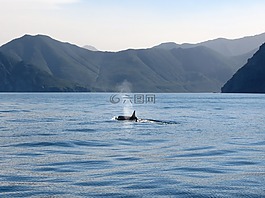 逆戟鲸,鱼,海洋