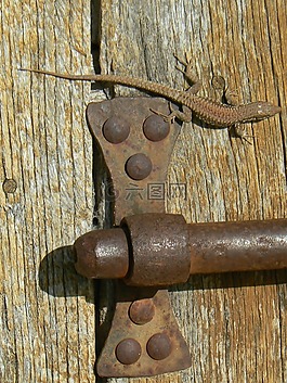 loqueteau,蜥蜴,門