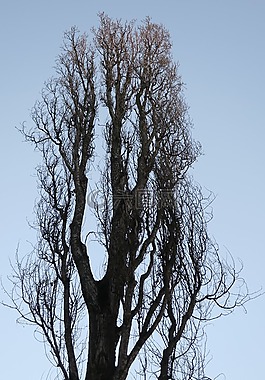 楊樹,樹,分支機(jī)構(gòu)天空