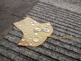 鵝掌楸,雨水,晶瑩