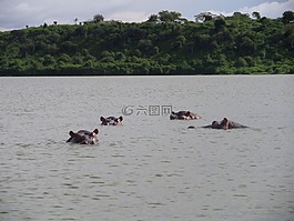 河馬,野生,非洲