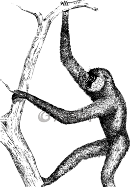 動(dòng)物,猿,亞洲