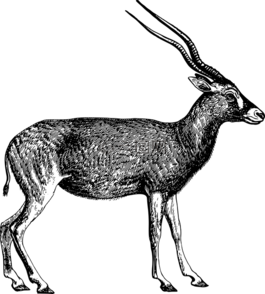 非洲,动物,羚羊