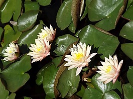 植被,性質(zhì),鮮花
